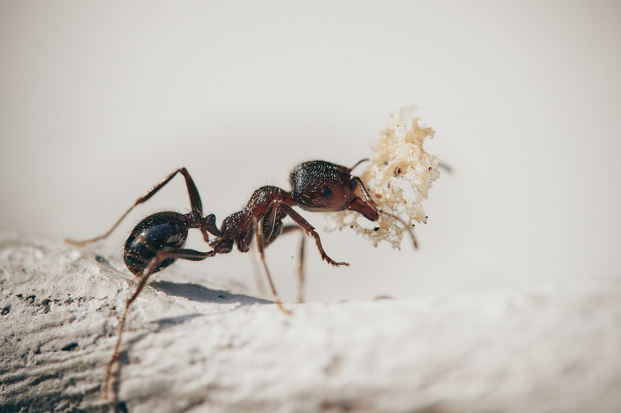 Kaffeesatz gegen Ameisen – praxisnahe Anwendungstipps